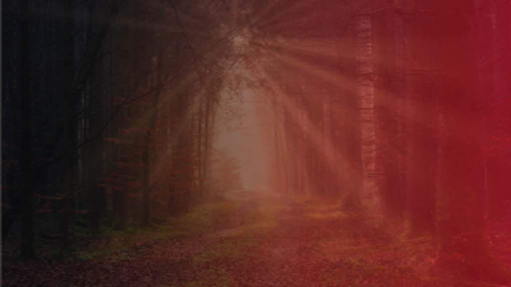 Uma trilha em uma floresta iluminada por raios de sol, simbolizando esperança, transformação e o surgimento de novos caminhos.