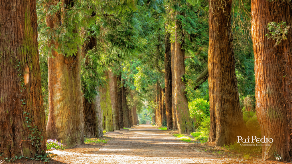 Ritual de Prosperidade com Ogum:Como virar o Jogo