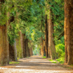 Ritual de Prosperidade com Ogum:Como virar o Jogo